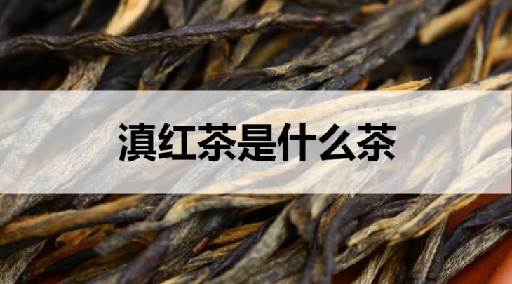 滇紅茶是什么茶？