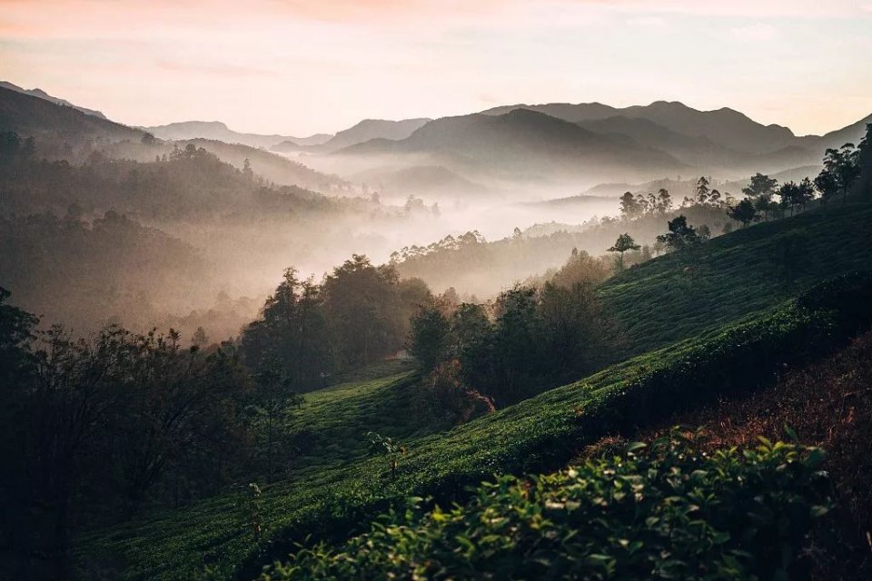 茶葉種類你知多少？茶葉種類大全