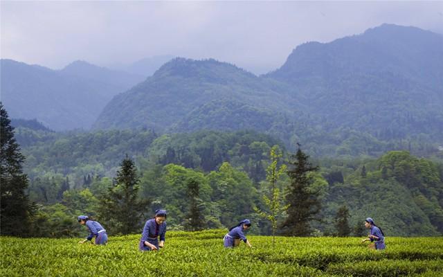 中國茶葉品種分布 四川、湖南、湖北三省