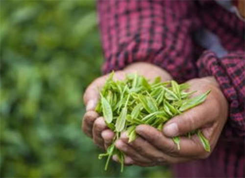 曬青綠茶泡茶的要素「曬青綠茶有什么好處曬青綠茶的制作方法」