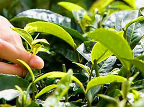 茶葉蛋必須紅茶嗎「茶葉蛋用紅茶還是綠茶常吃茶葉蛋的危害」