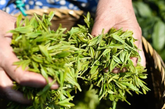 明前和雨前哪個時候茶葉好