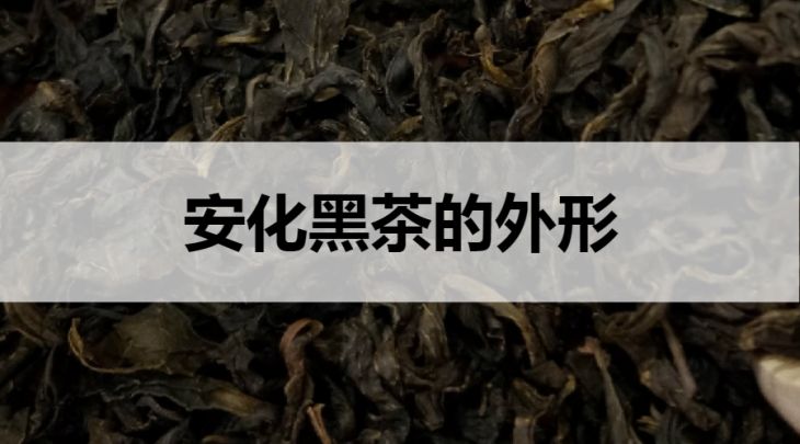 安化黑茶的外形什么樣？