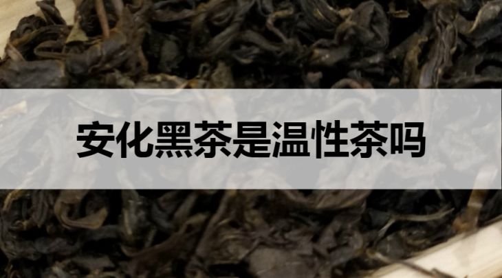 安化黑茶是溫性茶嗎？