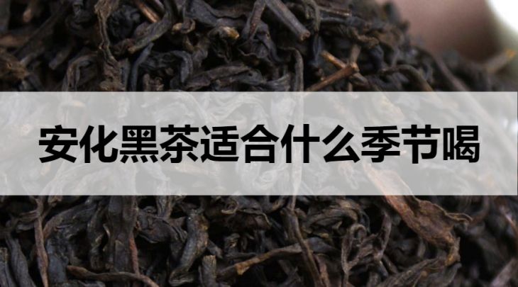 安化黑茶適合什么季節(jié)飲用？