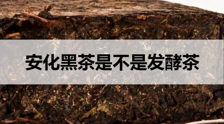 安化黑茶是不是發(fā)酵茶？