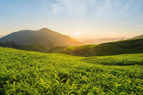 龍游黃茶是什么茶