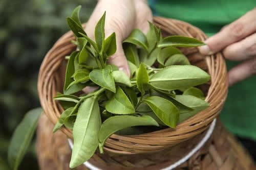 黃茶系列都有什么茶