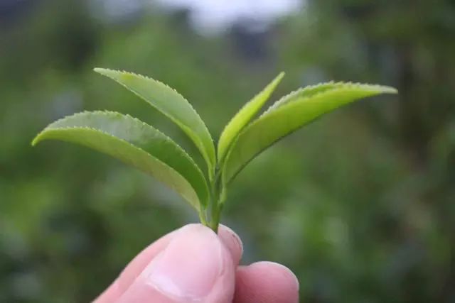 單叢茶有幾種品種（單叢茶有幾種品種圖片）