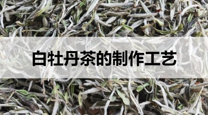 白牡丹茶的制作工藝