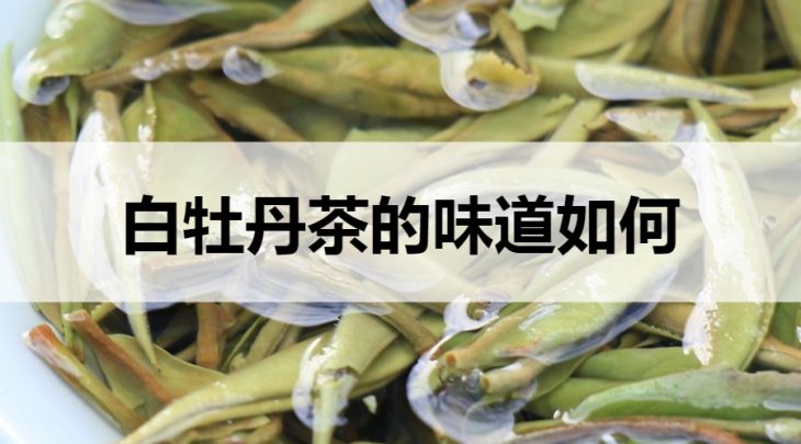 白牡丹茶的味道如何？