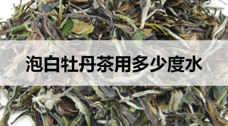 泡白牡丹茶用多少度的水？