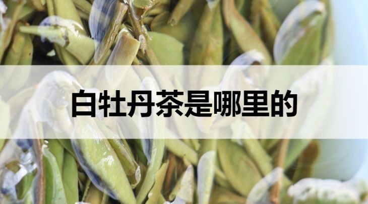 白牡丹茶是哪里的？