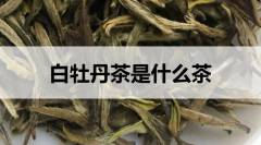 白牡丹茶是什么茶？