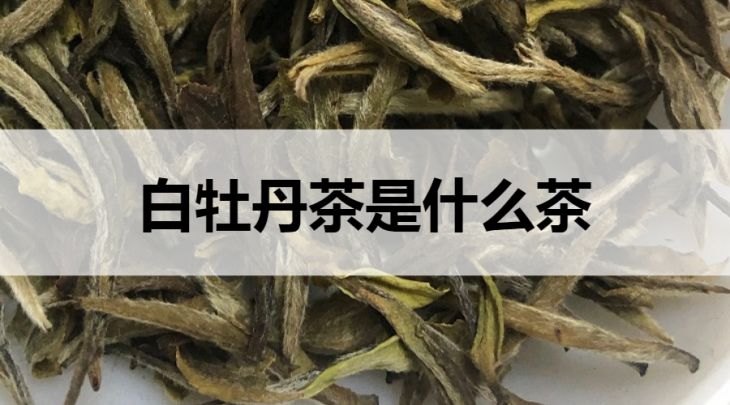 白牡丹茶是什么茶？