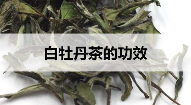 白牡丹茶的功效有哪些？