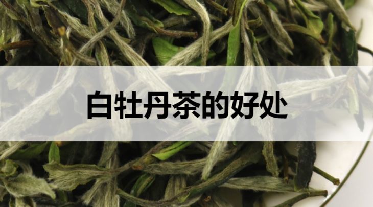 白牡丹茶的好處有哪些？