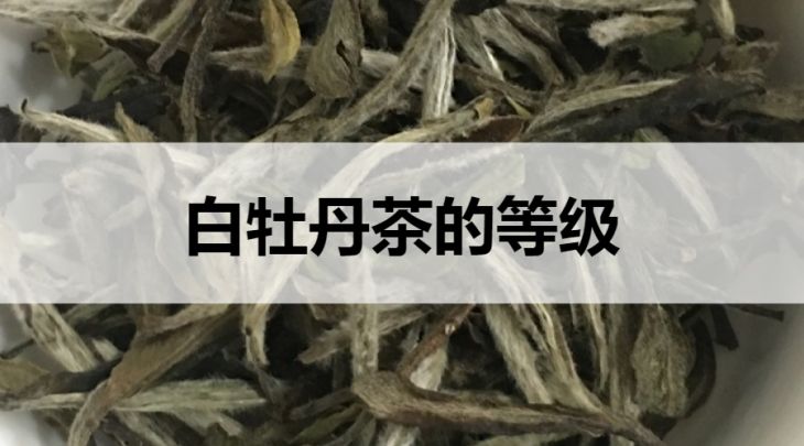 白牡丹茶的等級(jí)劃分