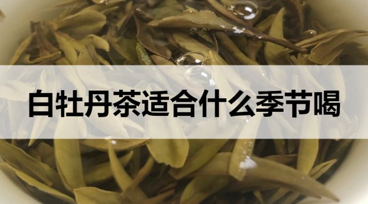 白牡丹茶適合什么季節(jié)飲用？