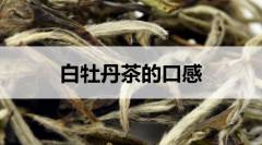 白牡丹茶的口感怎么樣？