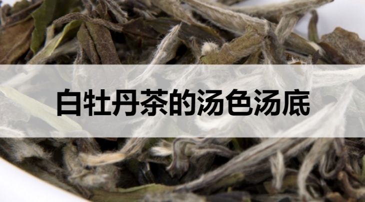 白牡丹茶的湯色湯底什么樣？