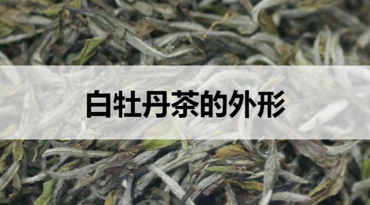 白牡丹茶的外形特征