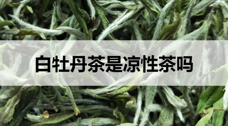 白牡丹茶是寒性茶嗎？