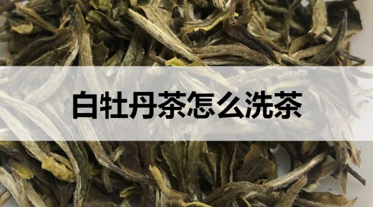 白牡丹茶怎么洗茶？