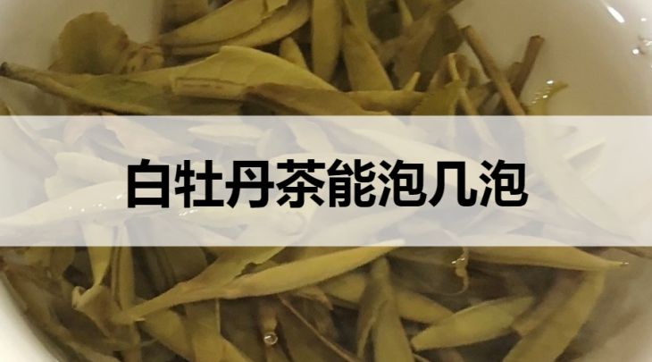 白牡丹茶能泡幾泡？