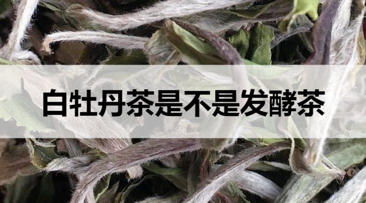 白牡丹茶是不是發(fā)酵茶？