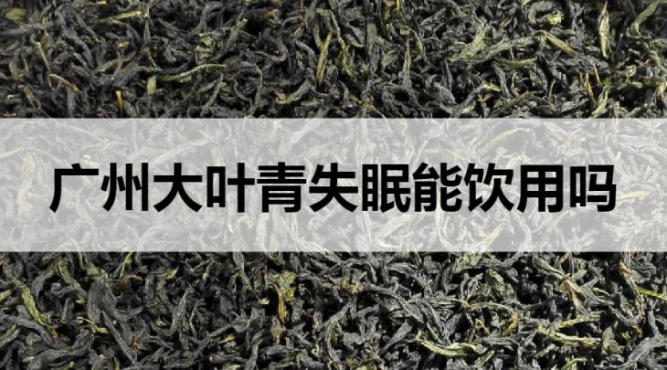 失眠可以喝廣東大葉青茶嗎？