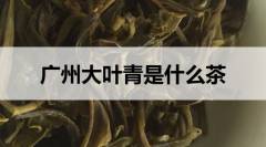 廣東大葉青是什么茶？