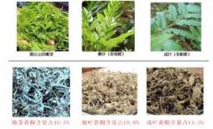 莓茶多少錢(qián)一斤，張家界莓茶200元100克