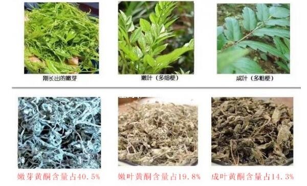 莓茶多少錢一斤，張家界莓茶200元100克(附作用和功效)